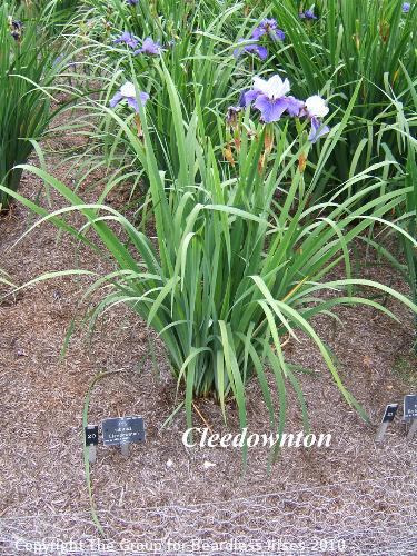 20 Cleedownton